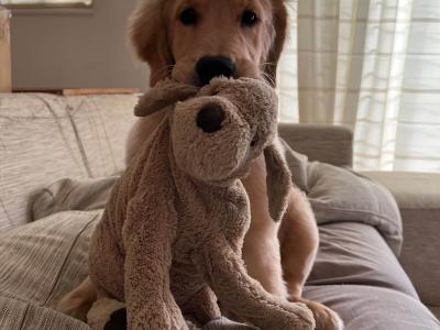 災害時に役立つ!愛犬との避難グッズと防災の心得