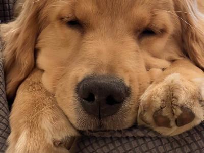 犬好き必見!愛犬との絆を深める トレーニング方法