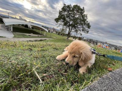 犬と一緒に楽しめる趣味を見つけよう!おすすめの アウトドア体験