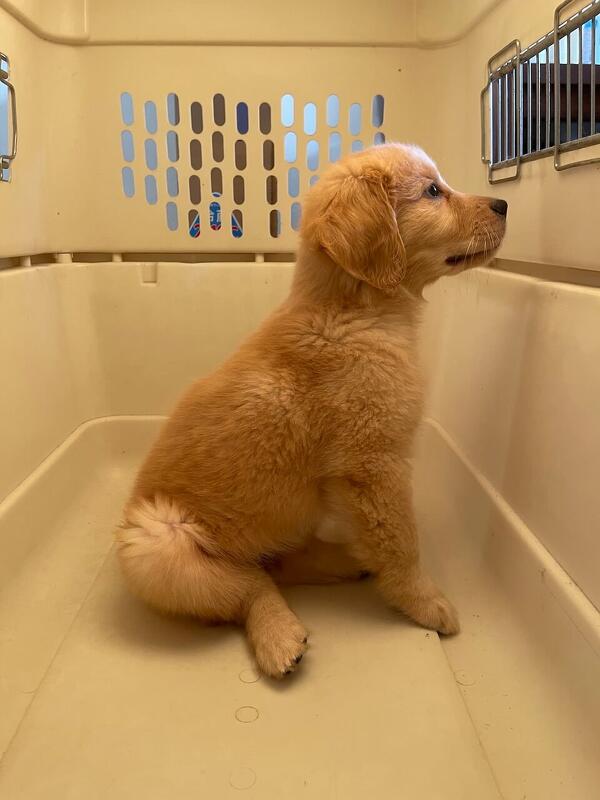 初心者も簡単!愛犬のためのトリミング基礎知識