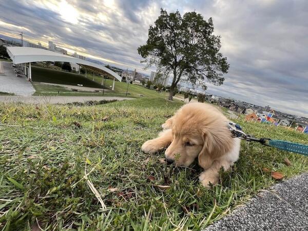 犬と一緒に楽しめる趣味を見つけよう!おすすめの アウトドア体験