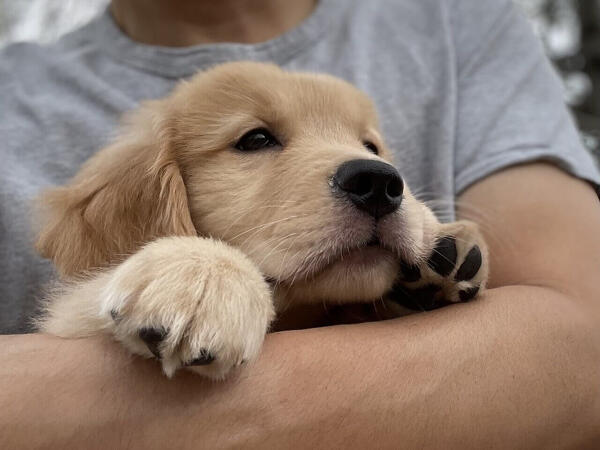 愛犬の健康寿命を延ばすための 食事とケア のコツとは?